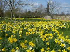 Daffodils at Wimpole Hall