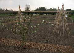 First signs of spring in Wimpole Hall walled garden