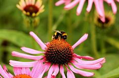 Bee on a flower