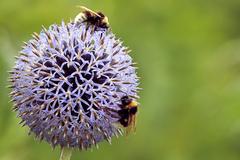 Close-up of a bee collecting pollen from a flower