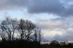 winter trees with cloud-filled sky