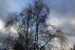 Snow-covered trees in a winter landscape