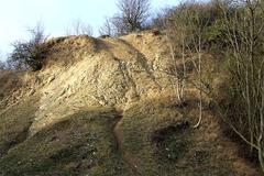 Limestone and Birch Trees in Dudley, Worcestershire nature reserve