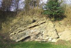 Silurian Wenlock Limestone at Wren's Nest Nature Reserve in Dudley, Worcestershire