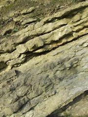 Close-up of Silurian limestone in Dudley, Worcestershire