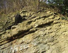 Silurian limestone detail in Dudley, Worcestershire