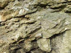 Silurian Limestone (detail) at Wren's Nest, Dudley, Worcestershire