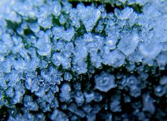 leaf with ice crystals in Wren's Nest National Nature Reserve