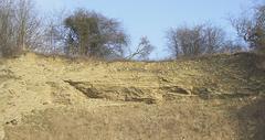 Limestone Exposure in Dudley, Worcestershire