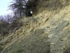 Limestone Strata at Wren's Nest Nature Reserve, Dudley