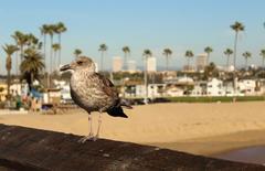 bird at Balboa Pier in California