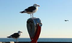 Birds at the Balboa Pier in Newport