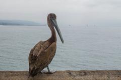 Pelican on Balboa Pier