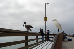 Snowy Egret and Pelican on Balboa Pier