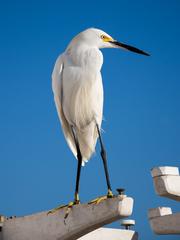 Snowy egret standing on upside-down tables behind Ruby's on Balboa Pier, California