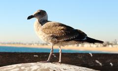 bird on Balboa beach, Newport