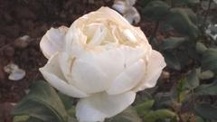 white rose in a garden