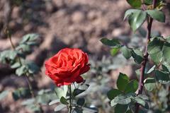 close-up view of a beautiful red rose