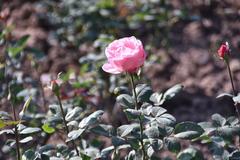 beautiful pink rose