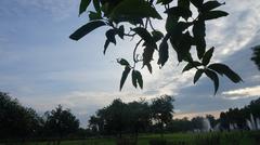 Chandigarh India Rose Garden