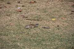 Five-striped palm squirrel in Chandigarh, India