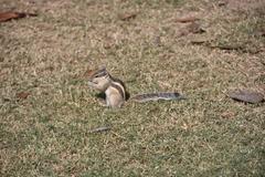 Five-striped palm squirrel in Chandigarh, India