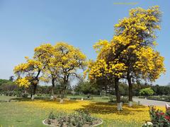 Rose Garden in Chandigarh, India