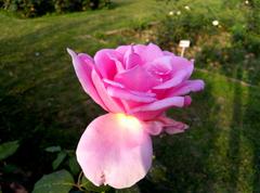 rose in bloom at Chandigarh rose garden