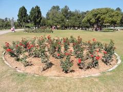 Rose garden in Chandigarh during spring 2017