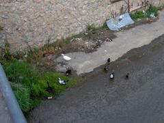 ducks near the Reghinna Major river in Maiori, Italy
