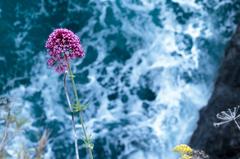 Centranthus ruber habitat at Maiori seaside