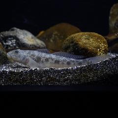 Acanthogobius flavimanus fish in water