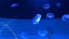 Jellyfish in Sumida Aquarium