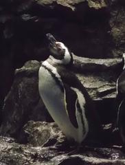 Magellanic Penguin at Sumida Aquarium