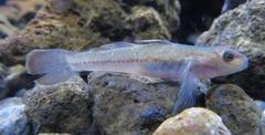 Ogasawara goby in aquarium