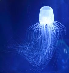 a Spirocodon saltator jellyfish at Sumida Aquarium