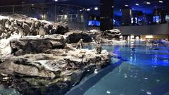 Magellanic penguins in Sumida Aquarium