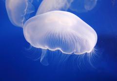 Moon jellyfish at Sumida Aquarium