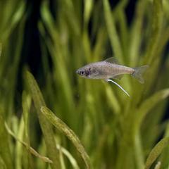 a Tanakia tanago fish swimming in clear water