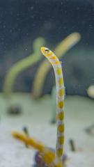 Garden Eel in an aquarium