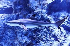 Blacktip reef shark swimming in an aquarium