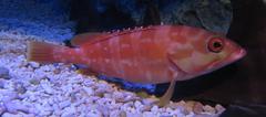 Epinephelus fasciatus at Sumida Aquarium