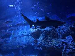 Fishes in Sumida Aquarium