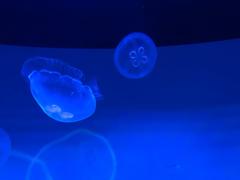 Jellyfish in Sumida Aquarium