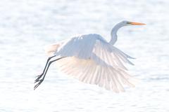 A great egret takes flight at Belle Isle Marsh