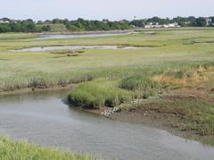 Belle Isle Marsh in East Boston on a summer day