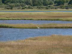 Egret in Belle Isle Marsh in Boston