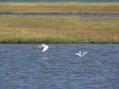 Egrets in Belle Isle Marsh