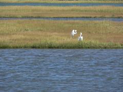 Belle Isle Marsh in Boston