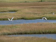 Egrets in Belle Isle Marsh